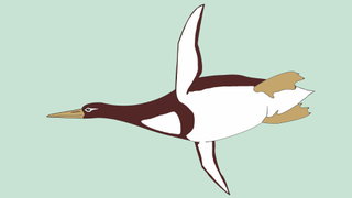 200-Pound Penguins Once Prowled the Seas of Ancient New Zealand